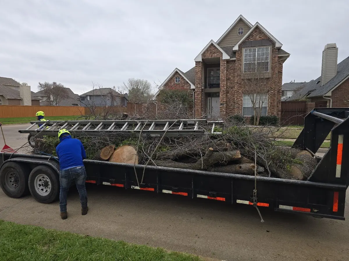 Expert Tree Pest Control with proper safety equipment in Gypsum